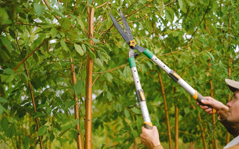 Tree trimming in Haverhill, IA
